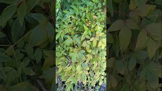 NANDINA lenlineofwvlog0601 [upl. by Elisabeth]