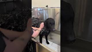 Doggy Daily 354 Junior the Curly Coated Retriever 🐾 curlycoatedretriever doggrooming [upl. by Notffilc]