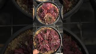 Echeveria Colorata rare succulent plants succulant garden succlents shots [upl. by Sly971]