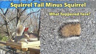 Squirrel Tail Tip in Road  What Happened Here [upl. by Olive928]