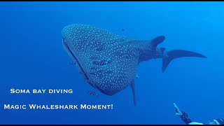 Diving with a Whale shark in Egypt Magischer Moment Walhai begegnet mir beim Tauchen in Soma Bay [upl. by Adnil]