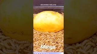 Mealworms Vs Mango timelapse mealworms insects food wormlapse insects fruit shorts funny [upl. by Neersan405]