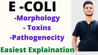 E COLI BACTERIA IN HINDI  E COLI Microbiology Toxins of ECOLI [upl. by Marte]