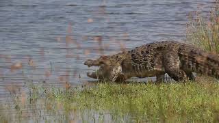 Big mugger crocodile Crocodylus palustris in Wilpattu national park [upl. by Noram141]