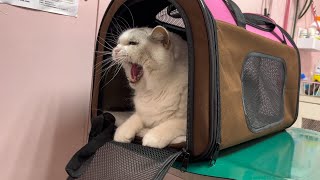 Taking Piko to the vet Are kittens afraid of thunder [upl. by Clynes]