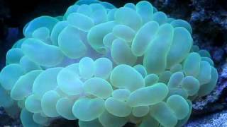 neon green bubble coral [upl. by Nylyahs]