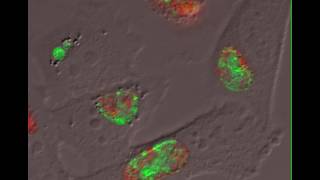 The Chlamydia trachomatis Protein CpoS Counteracts Cellular Surveillance and Suicide Programs [upl. by Horgan]