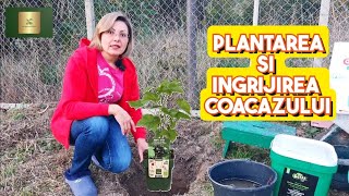 Coacăzul plantare pas cu pas îngrijire 🫐🫐🫐 [upl. by Ripleigh390]