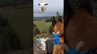 Dog sees lonely goats 🐐 movie music dog [upl. by Gisela]