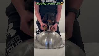 Louie Life😎wienerdogs viralvideo comedy funny fyp cute louieandbella [upl. by Amhser]