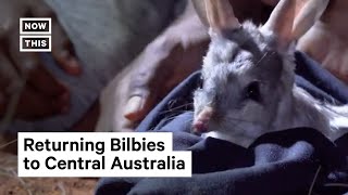 Endangered Bilby Makes a Comeback in Australia Shorts [upl. by Rhys]