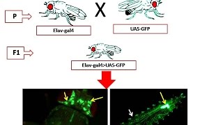 GAL4 UAS system  Applications [upl. by Bartholemy]