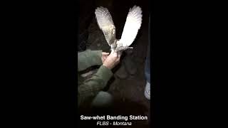 Sawwhet Owl Banding Station at the FLBS in Montana [upl. by Acul]