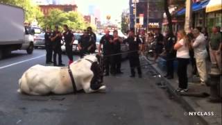 Runaway NYC Carriage Horse Being Tranquilized [upl. by Humbert]