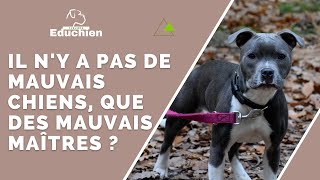 Il ny a pas de mauvais chiens que des mauvais maîtres [upl. by Anawik543]