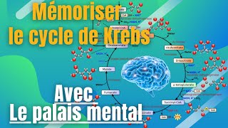 Mémorisation du cycle de Krebs Avec le palais mental [upl. by Aniras]