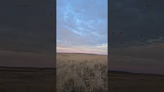 Feeding November mallards in SW Saskatchewan [upl. by Gabler271]