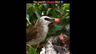 Worlds Stupid Bird  Cockoo parasite Bird [upl. by Aeneas854]