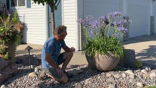 Agapanthus Lily of the Nile Showy in Planters Great for Cut Flowers and Mass Plantings [upl. by Ettelrac200]