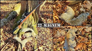 Squirrel Hunting With the 22 Magnum  Is It Too Much Squirrel Gun [upl. by Sharl]