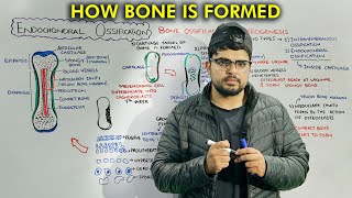 Bone Formation Endochondral Bone Ossification Part 2 [upl. by Sorcha721]