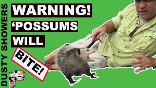 GIANT Opossum With Babies Face To Face 5 Things To Know [upl. by Nbi769]