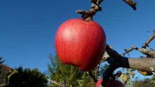 le pommier et les pommes [upl. by Magulac]