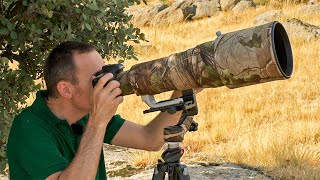 ✅ Fotografía de aves en vuelo 📷 Curso fotografía de aves 110 [upl. by Nadroj]