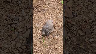 Yellow  Billed Babbler baby [upl. by Adnalu330]