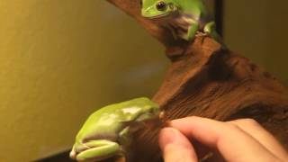 Hand feeding a few Litoria Caerulea Whites Tree Frogs [upl. by Gwenni]