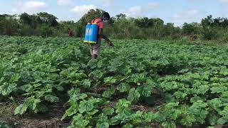 Quick warmup on how to start dry season Okro farming as a beginner [upl. by Ocinemod587]