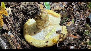 Lactarius scrobiculatus September 29 2024 [upl. by Langelo670]