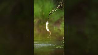 Battle of the dragon 🐲💪😱hubsunitedragodhayomotojawdroppingshots nature predatorfish arwana [upl. by Ed]