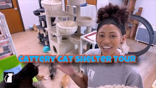 A Look Into The Cattery Cat Shelter Tour [upl. by Wolfson]