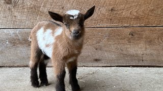 2 minutes of hoppy baby goats [upl. by Annahavas]