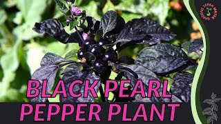 BLACK PEARL PEPPER PLANT Information amp Growing Tips Capsicum annuum [upl. by Aidahs]