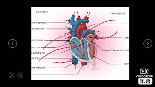 Appareil cardiovasculaire 1 HISTOLOGIE 🔬🧫 [upl. by Ekusoyr378]