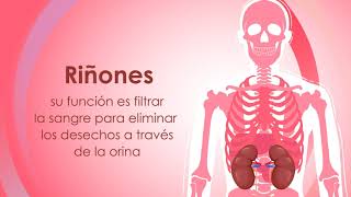 Órganos vitales del cuerpo humano [upl. by Catrina190]