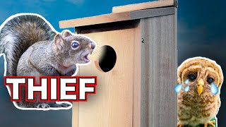 The ongoing battle Squirrels vs Owl Birdhouse Box [upl. by Sheeran]