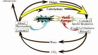 The Carbon Cycle  The Primary Biogeochemical Cycle [upl. by Eladnor273]