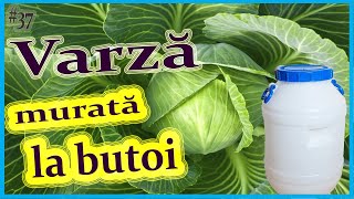 Varză murată la butoi Rețetă simpla doar trei ingrediente Varza în saramură [upl. by Tuppeny]