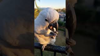 Cockatoos are just NAUGHTY KIDS😩😰🥴🕊️🕊️🕊️🤍😊😆😂❤️😍🥰 [upl. by Ydoc]