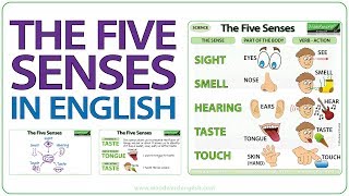 Five Senses in English  Sight Smell Hearing Taste Touch  Learn English Vocabulary [upl. by Warms]