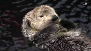 Sea otter Enhydra lutris HD [upl. by Airehtfele]