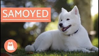 Samoyed Dog  history characteristics and care [upl. by Hube]