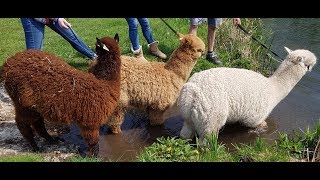 Alpaca trekking  Fun Times [upl. by Socin]