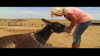 Documentaire  LAND der HOFFNUNG  Fondation Helga Heidrich Maroc  SOS Animaux [upl. by Diena919]