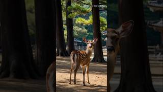 Nara Deer Park located in Nara Japan is a charming sanctuary [upl. by Dorita]