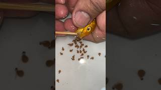 Yellow cichlid fish giving birth to 27 baby fish fish 물고기 fishing [upl. by Perce]