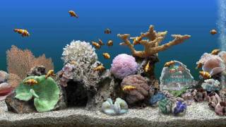 Best Aquarium ScreenSavers [upl. by Misaq540]